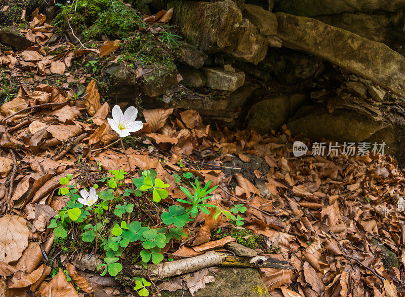 春天的花-酢浆草(Oxalis acetosella)的花。漂亮的盛开。有选择性的重点。